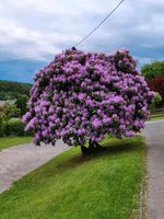 Rhododendron lila wunderschön groß Baum Strauch Pflanze Nordrhein-Westfalen - Freudenberg Vorschau