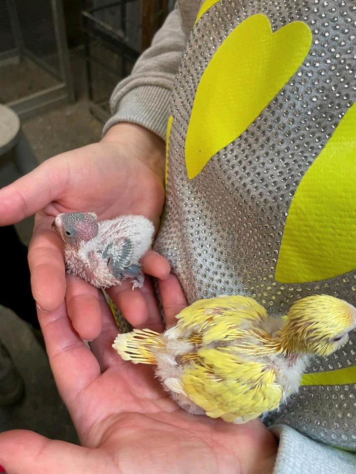 Handzahme nestjunge Wellensittiche von Vogelzuchtamgruenensee in Ratingen