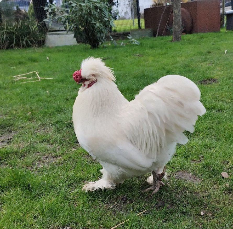 Zwerg-Cochin/Seidenhuhn Mischlings Hahn abzugeben in Würselen