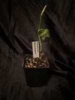 Philodendron melanochysum Sad Plant Nordrhein-Westfalen - Swisttal Vorschau