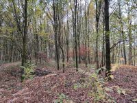 Suche Wald / Waldgrundstück Nordrhein-Westfalen - Dinslaken Vorschau