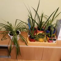 Zimmerpflanze Übertopf Yucca Palme Pflanze Grünlilie Kaktus Bayern - Regensburg Vorschau