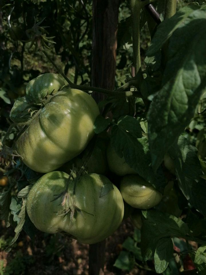 Tomaten und paprikaflanzen! in Müllheim