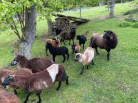Schafe, Barbados, Kamerun, Böcke ca 4 Monate jung Thüringen - Erfurt Vorschau