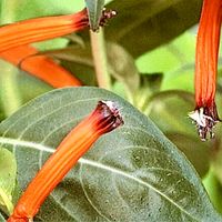 Blumensamen Zigarettenblümchen Sachsen-Anhalt - Magdeburg Vorschau