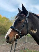 Stute kein Reitpferd Sachsen - Nossen Vorschau