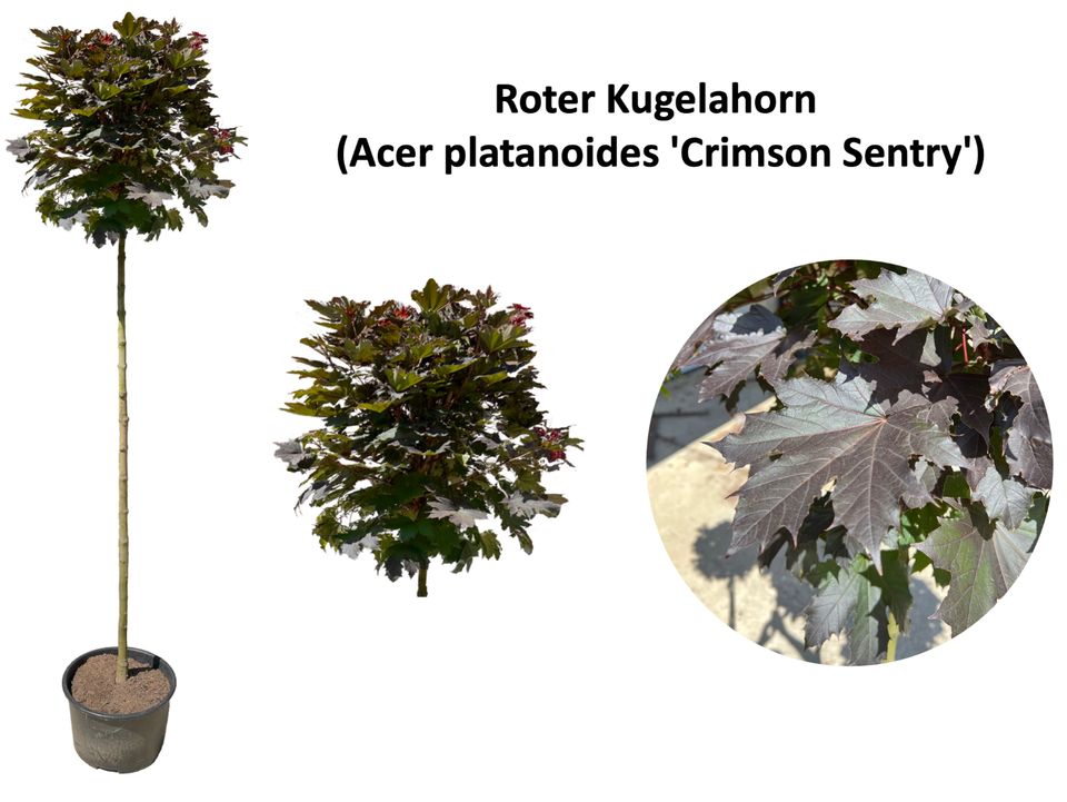 Kugelbäume (Platane, Eiche, Akazie, Amber, Trompete, Ahorn) in Eggenfelden