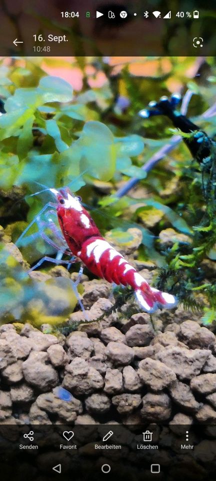 SCR Super Crystal Red/ Santa Caridina Garnelen ! in Delbrück