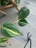 Philodendron Brazil Ableger unbewurzelt Wandsbek - Hamburg Marienthal Vorschau