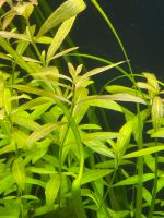 Hygrophila polysperma – Indischer Wasserfreund Hessen - Waldeck Vorschau