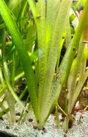 Wasserpflanzen Vallisneria Bayern - Aurach Vorschau