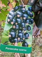 Schwarze Johannisbeere 1,5 m Sachsen - Wittichenau Vorschau