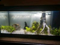 Aquarium 180L Juwel Nordrhein-Westfalen - Wiehl Vorschau