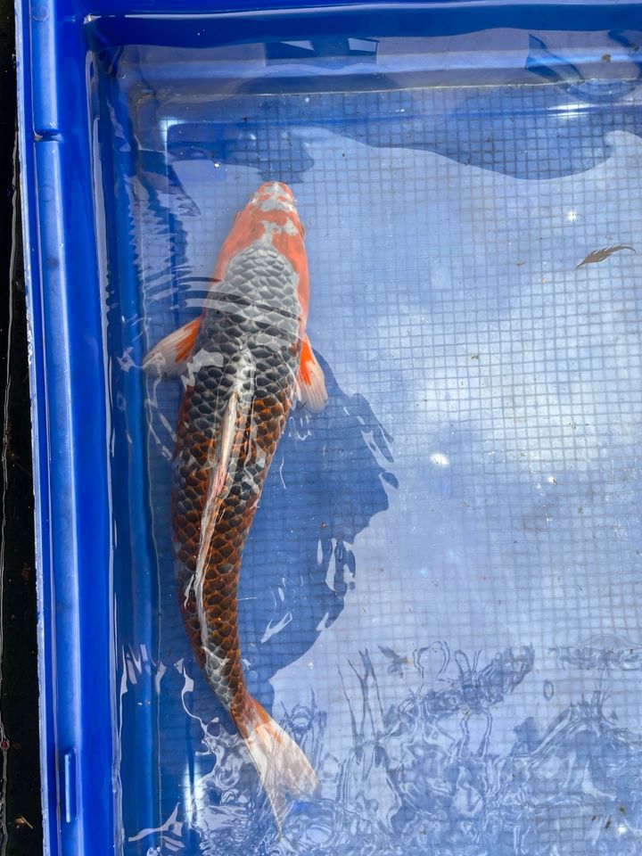 Koi Asagi ca. 48cm zu verkaufen in Jena