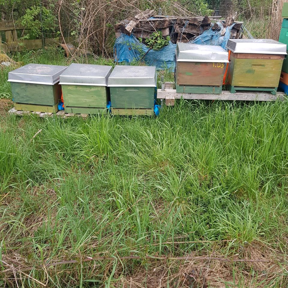 Bienenvölker Dadant US Imkerei Beute Bienenbeute Bienen in Dillenburg