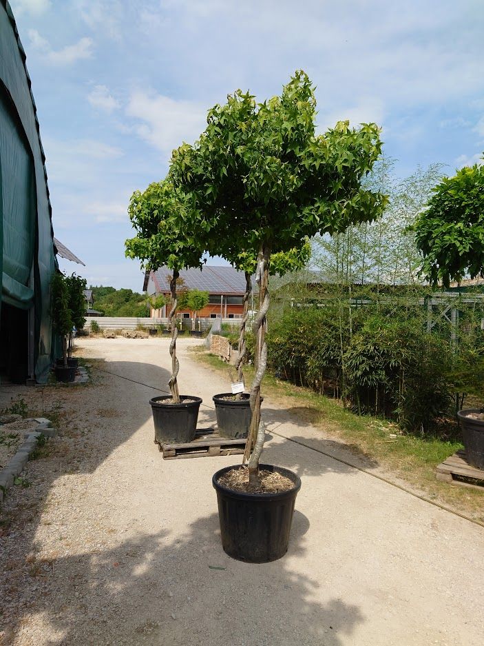 Amberbaum gedrehter Stamm  Liquidambar styraciflua Höhe ca. 270cm in Ofterdingen