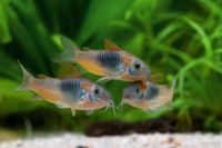 Orange Venezuelapanzerwels-Corydoras venezuelanus orange ab 6,00€ Niedersachsen - Selsingen Vorschau