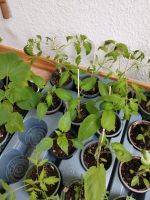 Tomaten Pflanzen verschiedene Sorten Nordrhein-Westfalen - Gütersloh Vorschau