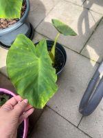 Colocasia esculenta, Taro, ganze Pflanze Nordrhein-Westfalen - Gladbeck Vorschau