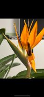 Strelitzie Paradiesvogelblume (Strelitzia reginae)❌ Hessen - Hüttenberg Vorschau