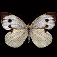 Glasbild / UV-Druck LV Butterfly DT-114 ca. 80x80 cm; 8kg Schleswig-Holstein - Heiligenstedten Vorschau