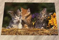 Puzzle Katzen vollständig 1000 Teile Bayern - Würzburg Vorschau