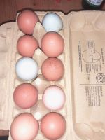 Frische Hühner Eier. Rheinland-Pfalz - Hargesheim Vorschau