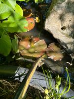 für den Gartenteich: Turmschnecken Baden-Württemberg - Wüstenrot Vorschau