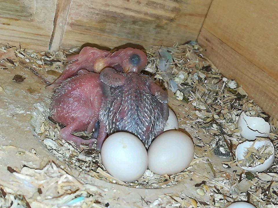 Jungvögel Wellensittich in Haltern am See