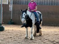 Kleine Tinkerstute, Therapiepony zu verkaufen Schleswig-Holstein - Wacken Vorschau