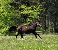 2 JÄHRIGE QUARTER HORSE STUTE Bayern - Steinwiesen Vorschau