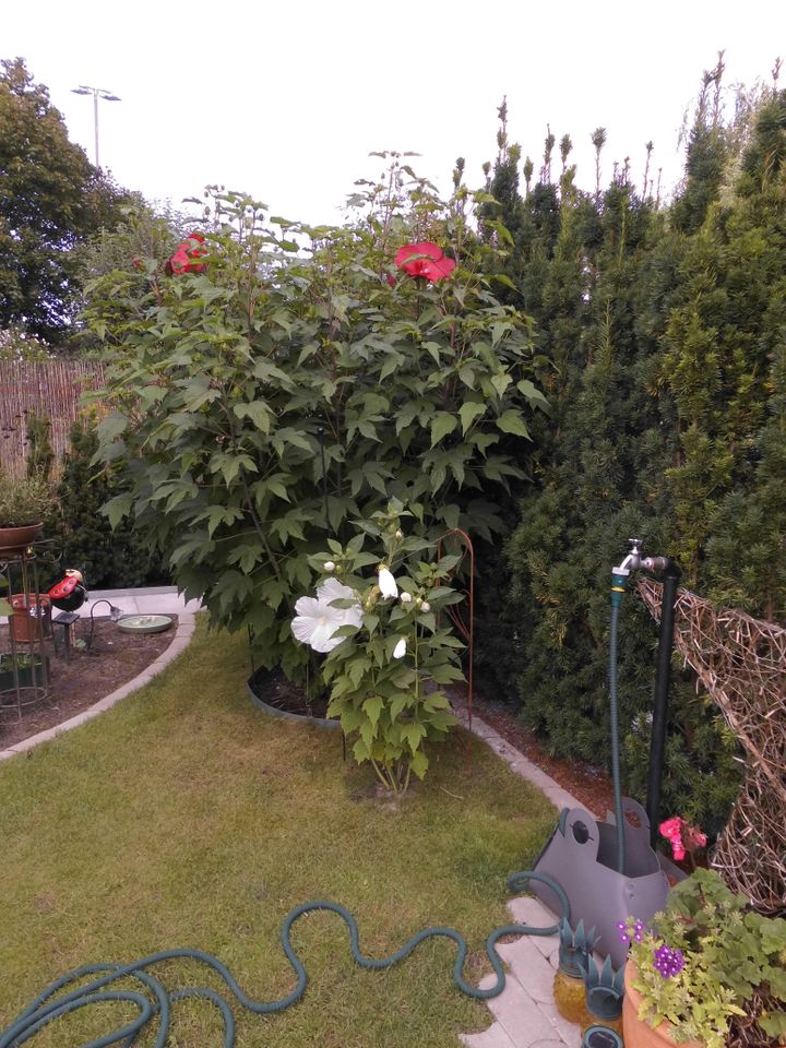 Große Hibiskus mit sehr großen Blüten Winterhart weiß in Berlin