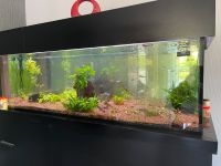 Aquarium ca.550L ohne Fische Nordrhein-Westfalen - Everswinkel Vorschau