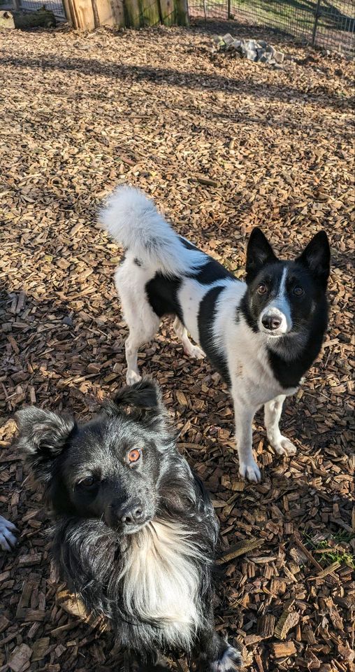 Perfekte Agility Hündin Narta sucht aktive Menschen in Weilburg