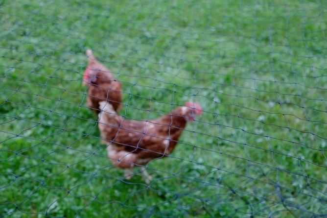 Neu! Vogelschutznetz zur Abdeckung von Hühnergegegen, 4 Größen in Engelsberg