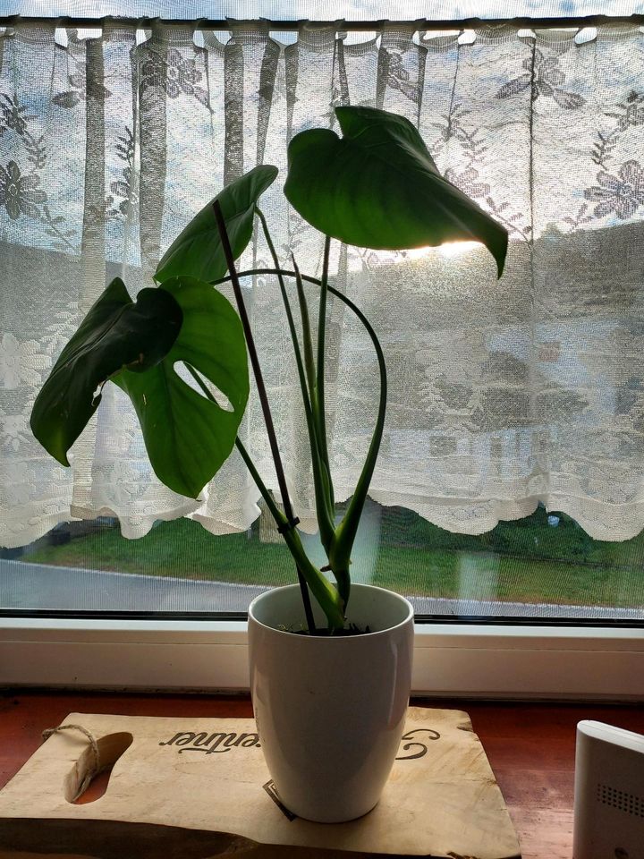 Monstera deliciosa , Fensterblatt, 50 cm in Triftern