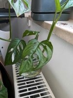 Monstera Monkey Leaf Ableger Hessen - Bad Homburg Vorschau