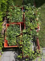 Tomatenpflanzen zu verkaufen Niedersachsen - Lengede Vorschau