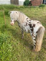 Dt. Part-bred Shetland Pony, Hengst Thüringen - Bad Salzungen Vorschau