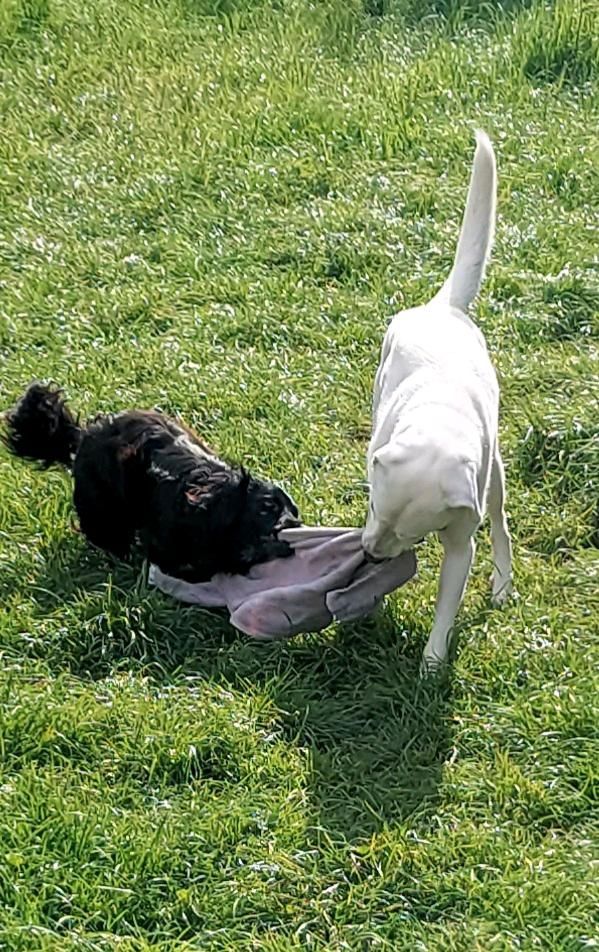 Nala - weiße Hündin Mischling sucht aktive Menschen in Hausen bei Würzburg