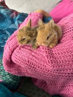 2 Hasen Babys, Zwerg Kaninchen, Löwenköpchen Frankfurt am Main - Kalbach Vorschau