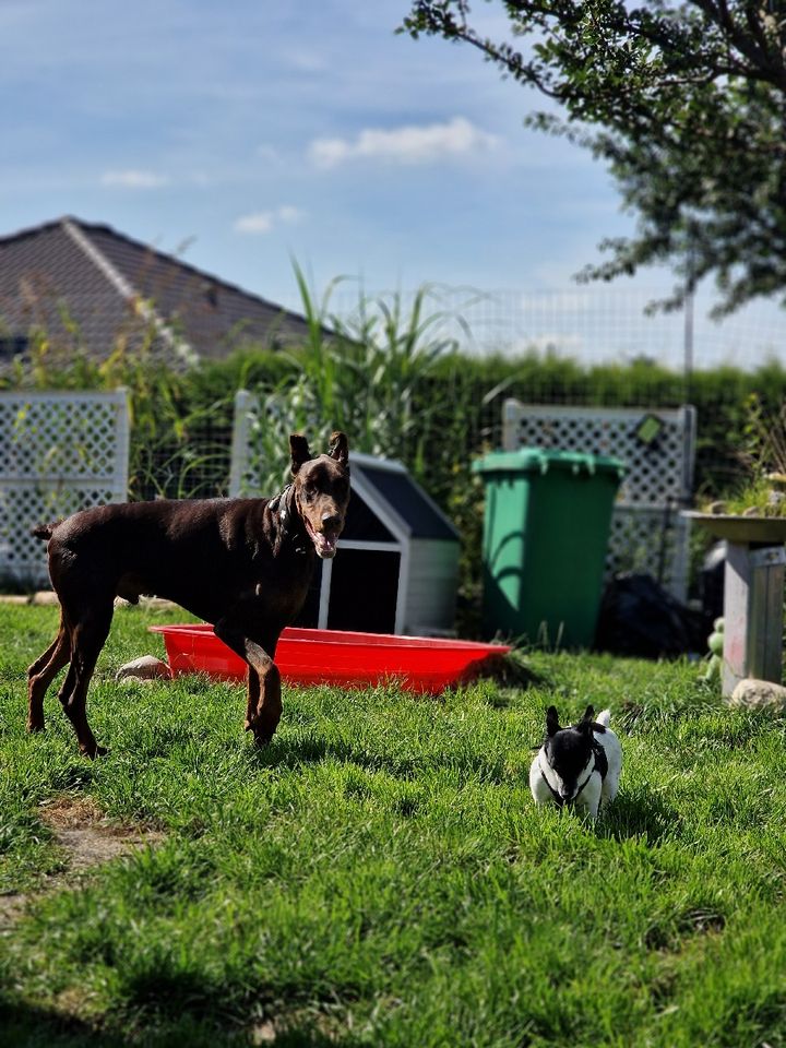 Hundebetreuung: Urlaub.-Tages.- und Gassibetreuung in Berlin