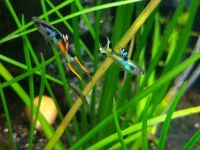 Endler Guppys Gruppe 3 x Männchen 7 x Weibchen Nordrhein-Westfalen - Heiden Vorschau