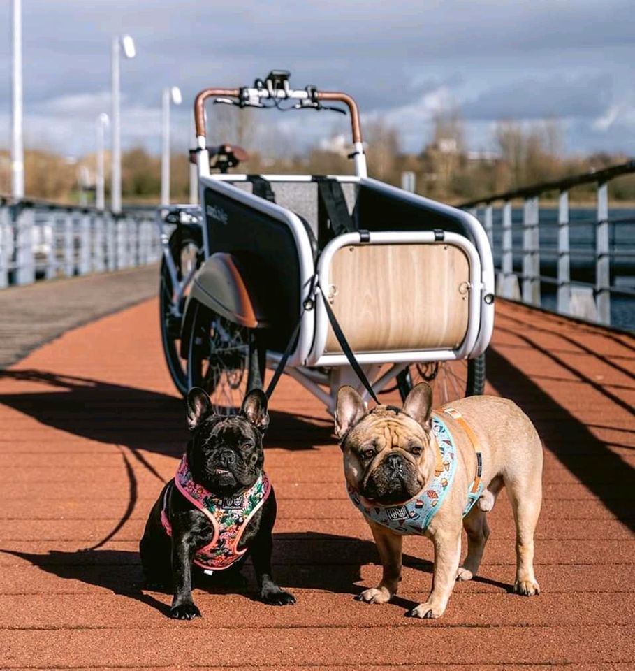 ❗️ Sondermodell ❗️ Soci.Bike Lastenrad Bafang SociBike Enviolo ❗️ in Hatten