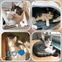 Kitten, Katzenbaby, Kater,EKH, kastriert ❤️ Leo ❤️ Brandenburg - Finsterwalde Vorschau