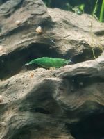 Green Jade - Neocaridina davidi/Zwerggarnele/Grüne Garnele Bayern - Mainaschaff Vorschau