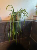 Lepismium Boliviana / Blattkaktus / hängende Zimmerpflanze Bayern - Neu Ulm Vorschau