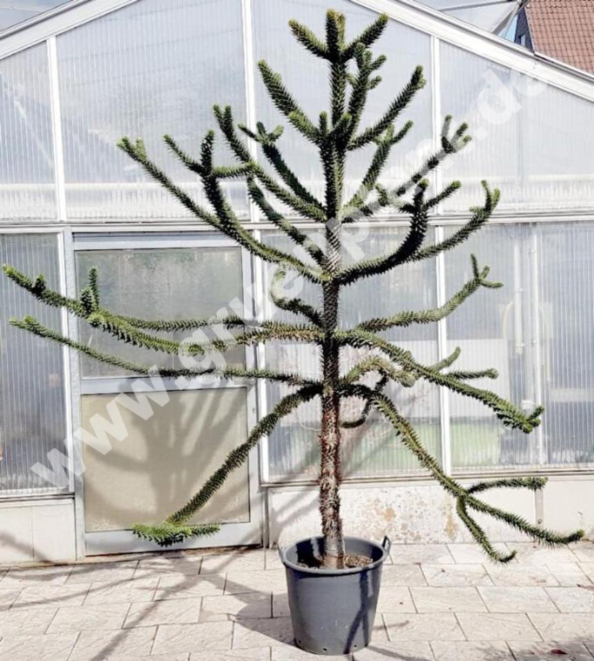 Chilenische Schmucktanne Araucaria Andentanne Affenbaum 300cm in Weil im Schönbuch