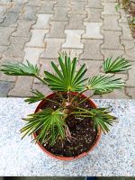 Trachycarpus Wagnerianus Sachsen - Pockau Vorschau