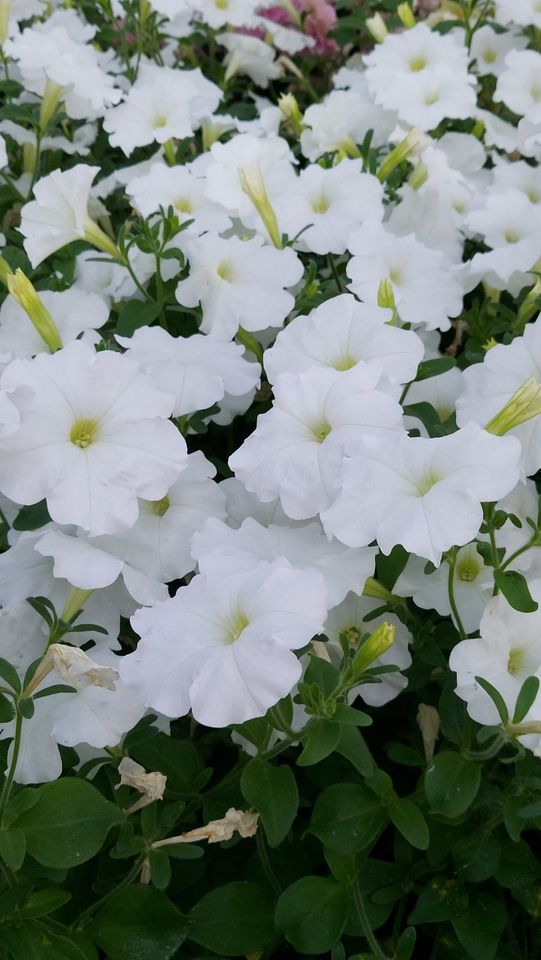 Angebote Pflanzsäcke Rosen Kletterrosen in Sonsbeck